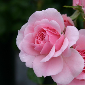 Pоза Соммерwинд® - розов - Растения за подземни растения рози